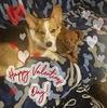 shirleycll